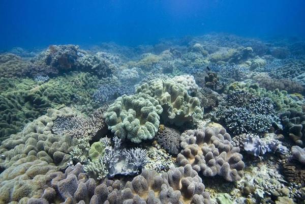 3D打印機(jī)制造生物海堤瓷磚用于海洋的生物保護(hù) 3D打印機(jī)制造生物海堤瓷磚用于海洋的生物保護(hù)